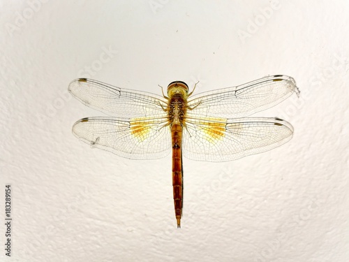dragonfly background