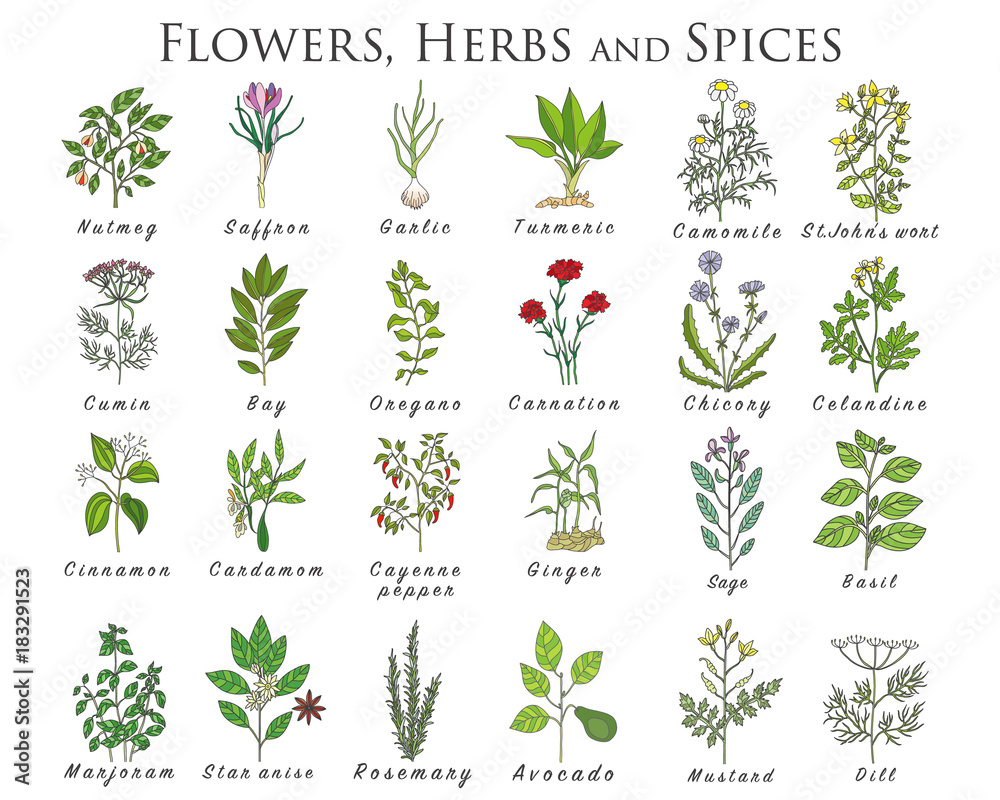 © happiestsim - Set of spices, herbs and officinale plants icons. Healing plants. © happiestsim - Set of spices, herbs and officinale plants icons. Healing plants.