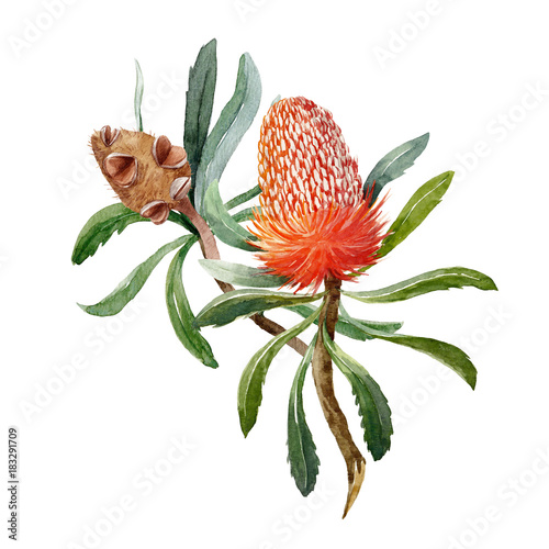 Watercolor banksia flower composition photo