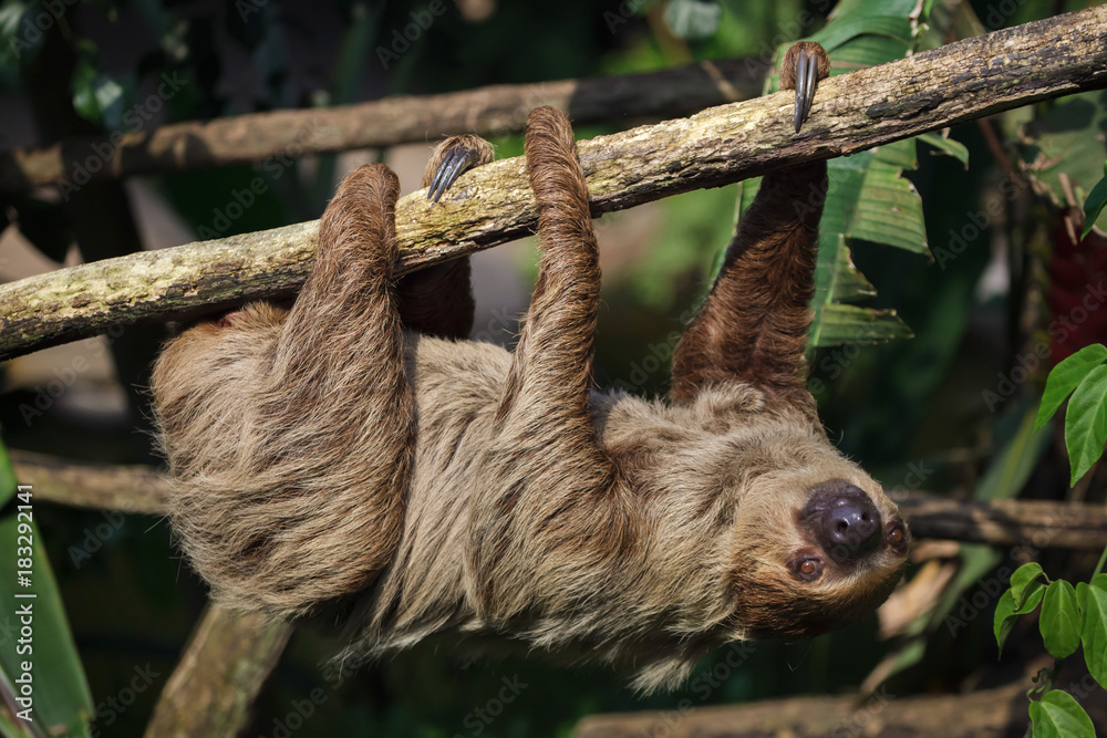 Obraz premium Linnaeus's two-toed sloth (Choloepus didactylus)