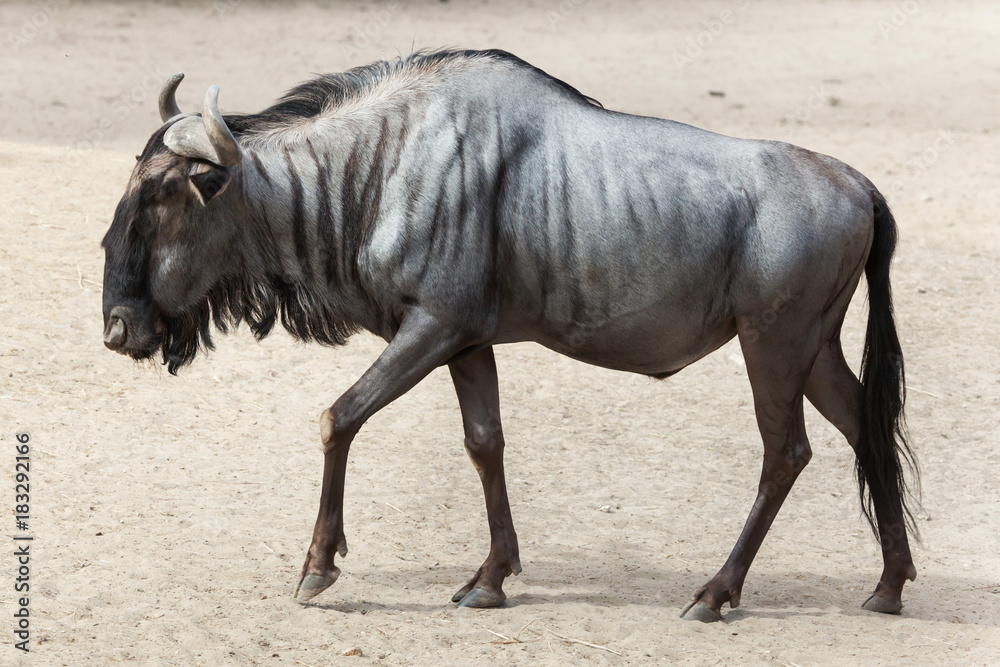 Blue wildebeest (Connochaetes taurinus) Blue wildebeest (Connochaetes taurinus)