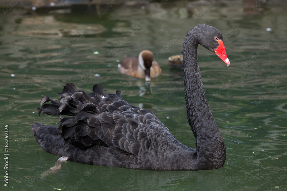 Fototapeta premium Black swan (Cygnus atratus).