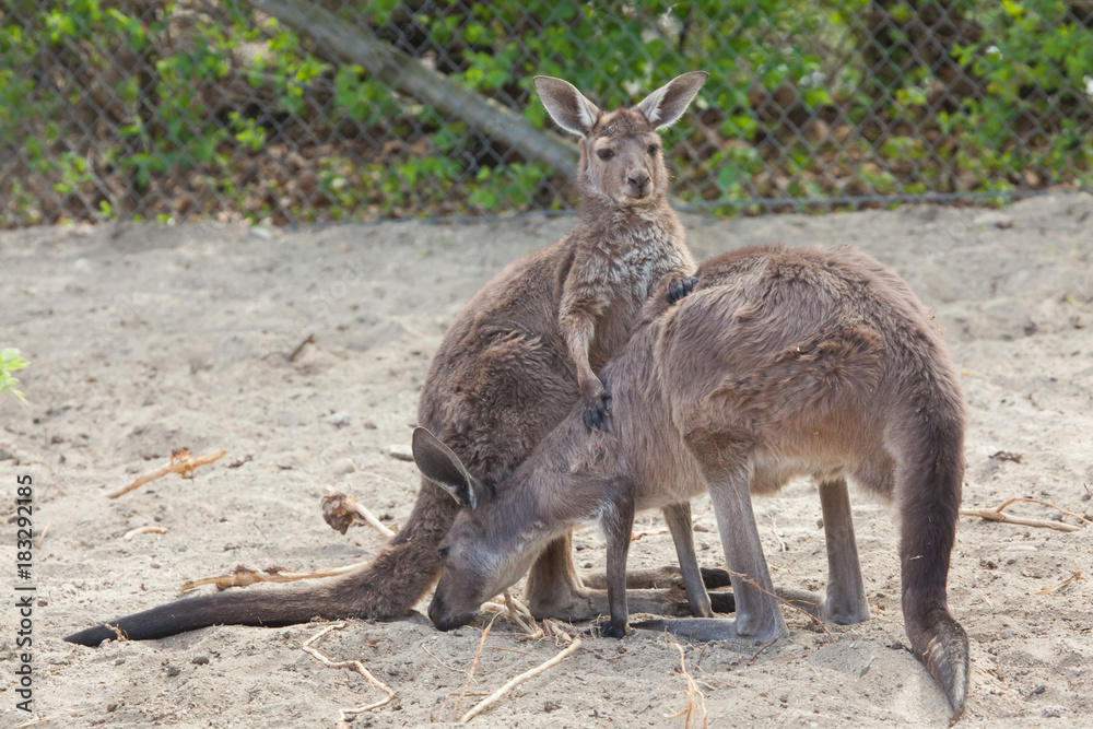 Western grey kangaroo (Macropus fuliginosus melanops)