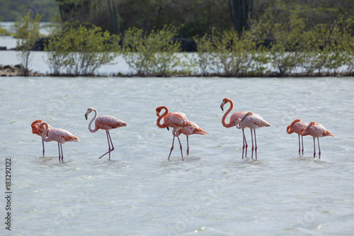 Flamingos at Curacao © eyewave