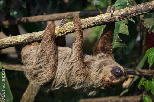 Linnaeus's two-toed sloth (Choloepus didactylus) photo