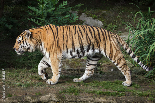 Fototapeta Naklejka Na Ścianę i Meble -  Siberian tiger (Panthera tigris altaica)