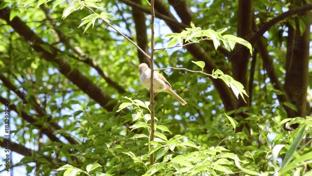ウグイスが鳴いて、春が来た ウグイスが鳴いて、春が来た