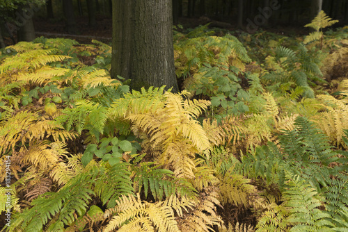 Wald, Waldboden mit Farn bewachsen im Herbst. photo