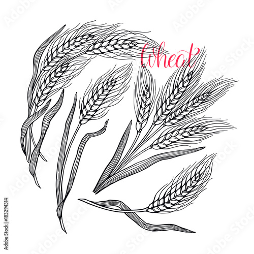 Set of wheat ears