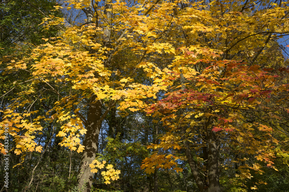 Herbstwald, goldener oktober, indian summer.