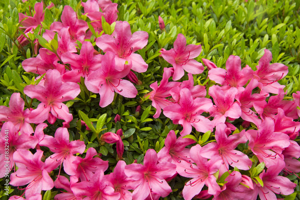 pink flower in graden. pink flower in graden.