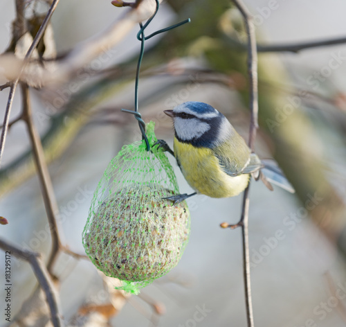 Blaumeise (Parus caeruleus) an einem Meisenknödel. photo