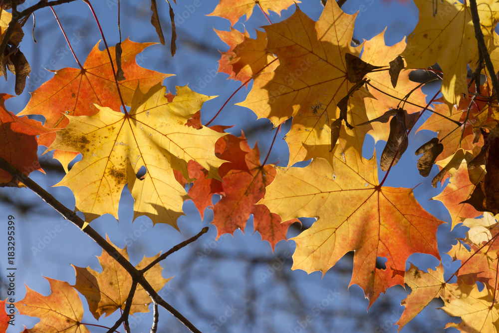 Goldener Oktober, herbstlich gefärbte Blätter. Goldener Oktober, herbstlich gefärbte Blätter.