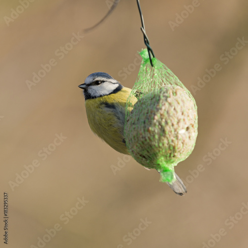 Blaumeise (Parus caeruleus) an einem Meisenknödel. photo