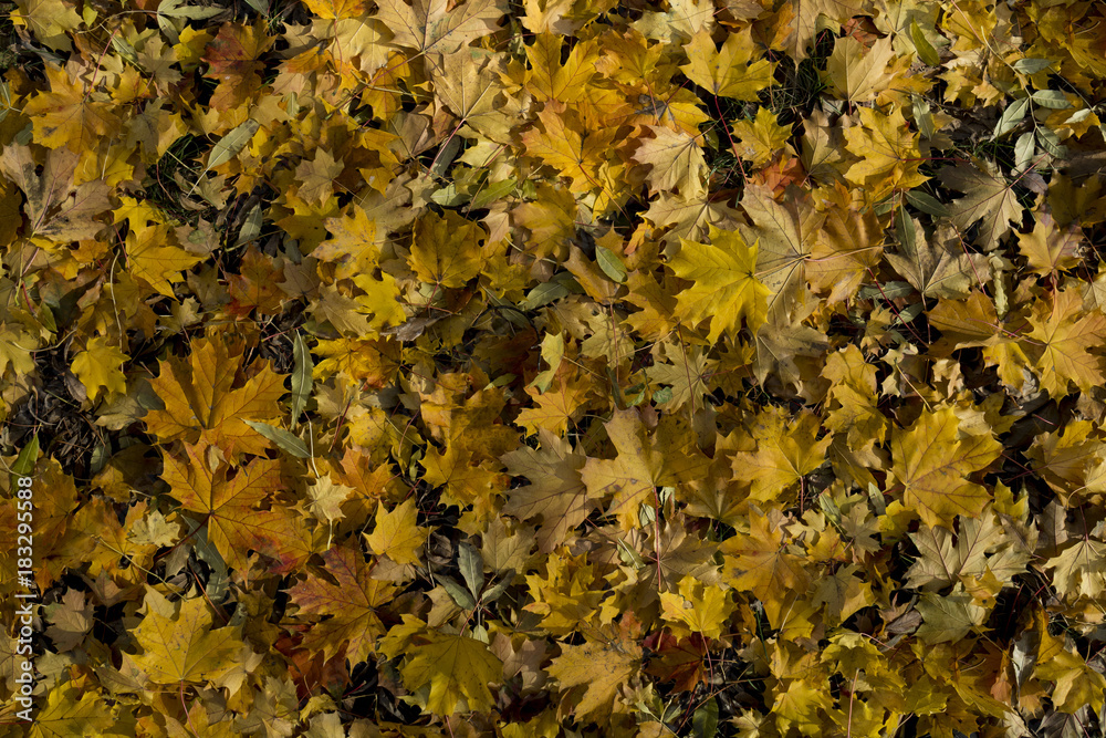 Yellow and orange autumn leaves background Yellow and orange autumn leaves background