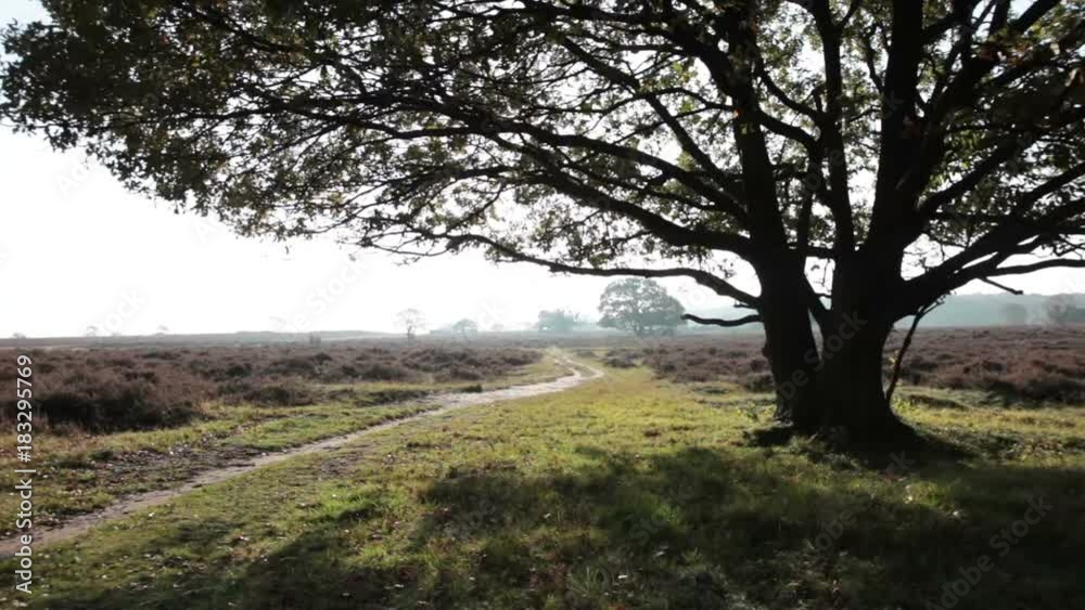 Big tree next to a small path Big tree next to a small path
