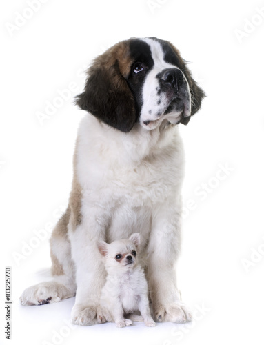 puppies saint bernard and chihuahua