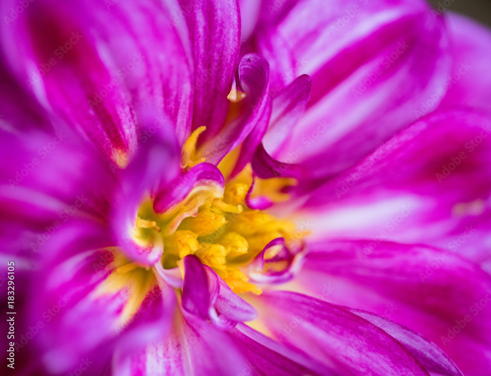 Pink dahlia flower close-up