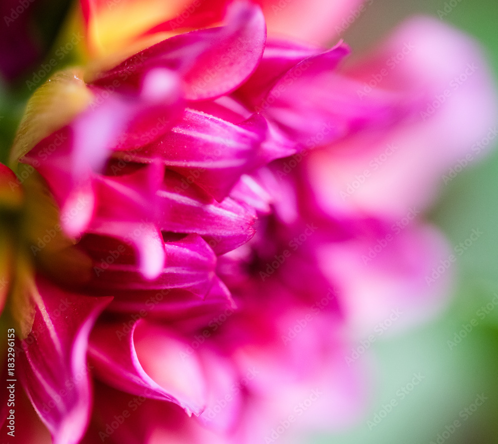 Close-up of red dahlia bloom