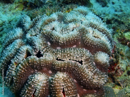 Stone coral