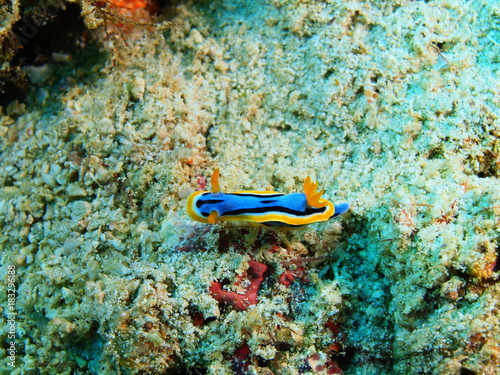 True sea slug © vodolaz