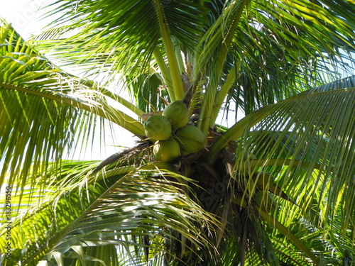 Palm coconut tree, exotic sunny landscape with sky view. Green branch with leaves, blue sky with bright sun