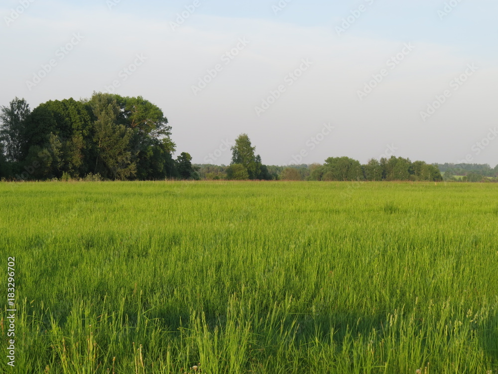 Outskirts of a village. The green field. The Month Of May. (The Vast Russia! Sergey, Bryansk.) Outskirts of a village. The green field. The Month Of May. (The Vast Russia! Sergey, Bryansk.)