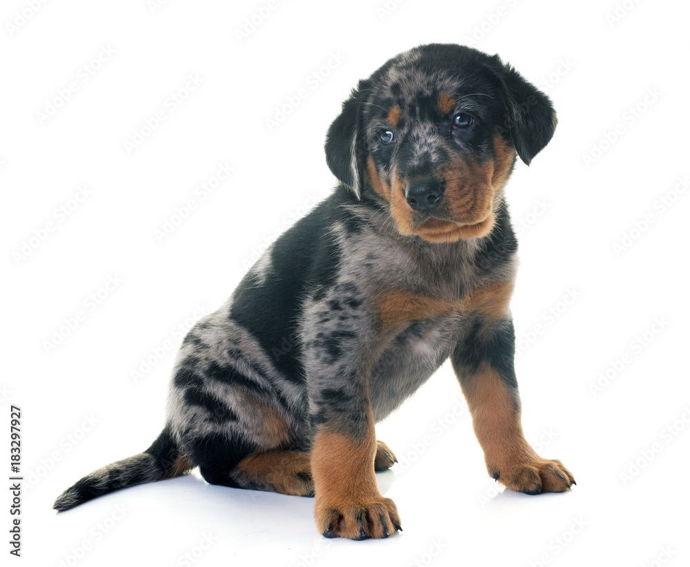 Young french sheepdog Young french sheepdog