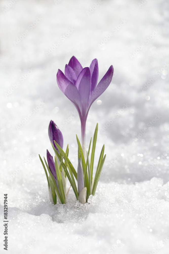 Crocus blossomed on a spring sunny day. A beautiful blue primrose on a background of brilliant white snow.