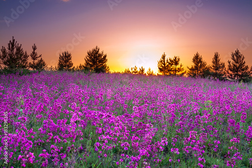 summer rural landscape with purple flowers on a meadow and sunset