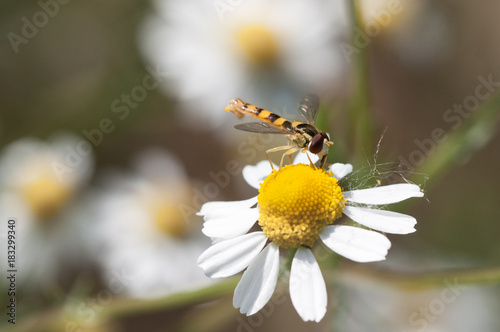 Syrphidae collecting nectar from a chamomile flower