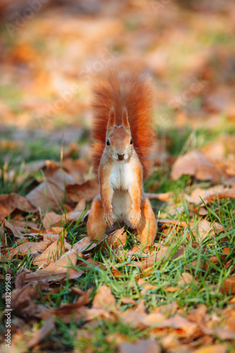 Squirrel, autumn and dry leaves.