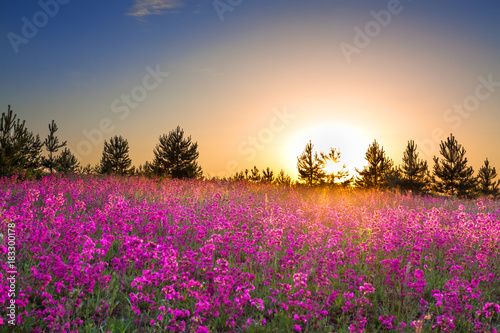 summer rural landscape with purple flowers on a meadow and sunset