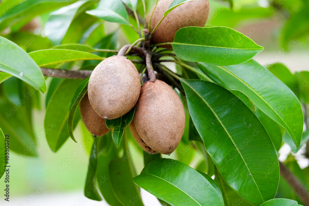 sapodilla plum or chiko on the tree with green leaves sapodilla plum or chiko on the tree with green leaves