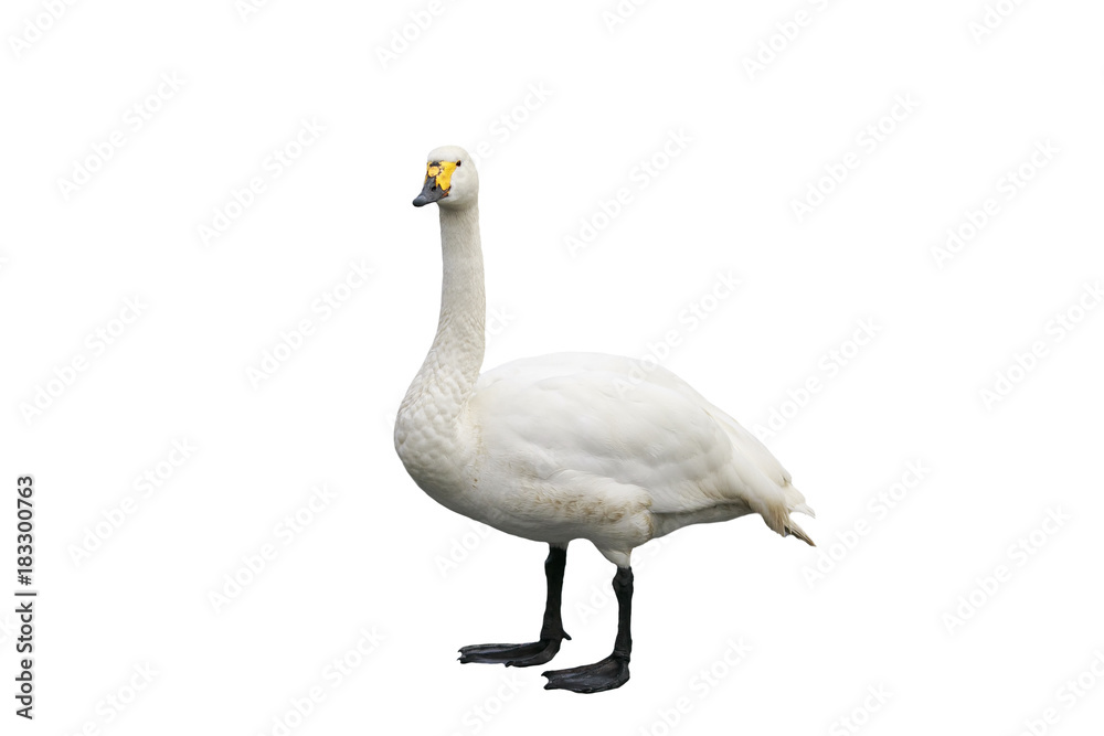 Fototapeta premium portrait of a graceful bird Swan standing on white isolated background
