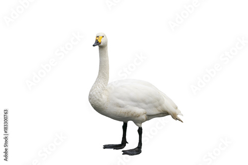 portrait of a graceful bird Swan standing on white isolated background