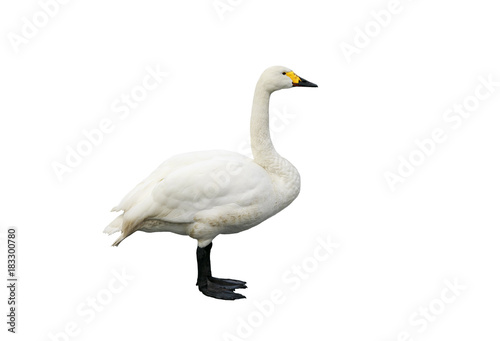 portrait of a beautiful bird Swan standing on an isolated white background