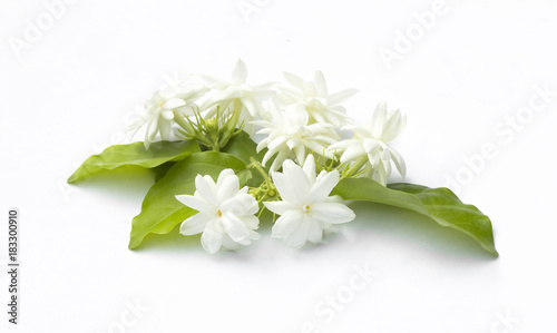 White jasmine flowers fresh flowers