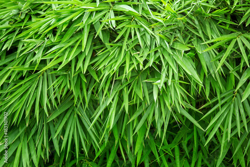 Bamboo leaves with sunlight background