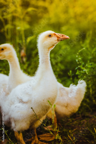 Five young goose together sit in the grass photo