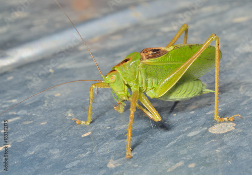 Male of grasshopper 2