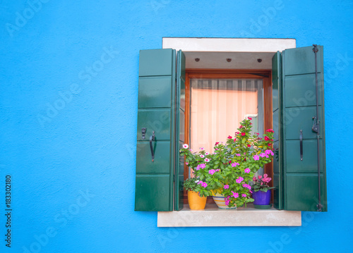 Beautiful window with vases of colored flowers in summer in blue background, Colorful houses in Burano island near Venice, Italy