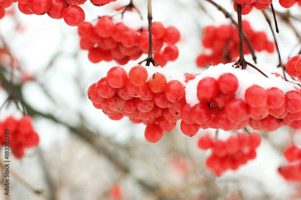Winter Frozen Viburnum Under Snow. Viburnum In The Snow. First snow. Autumn and snow. Beautiful winter Winter Frozen Viburnum Under Snow. Viburnum In The Snow. First snow. Autumn and snow. Beautiful winter