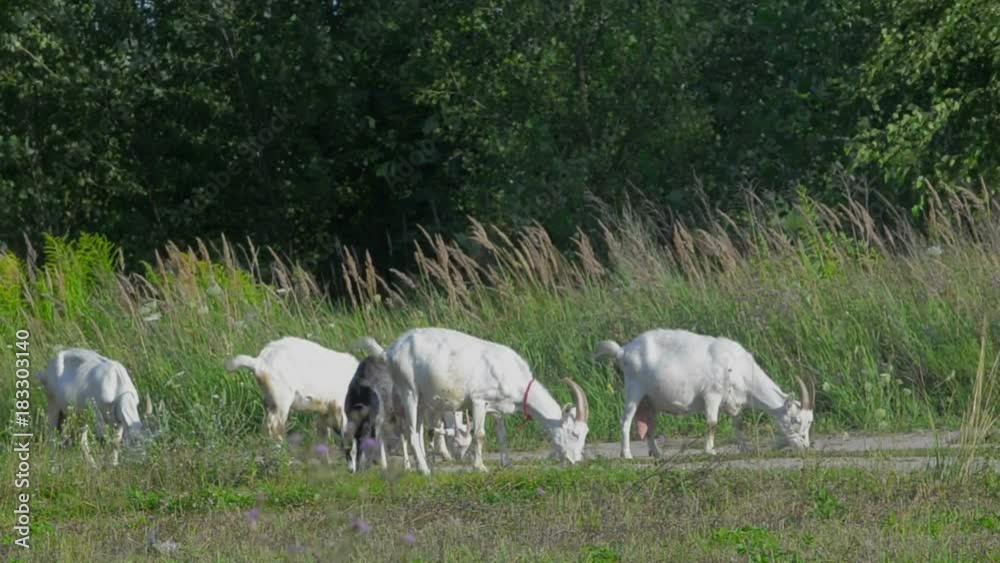 a herd of goats sits on a field near a forest, on a sunny day a herd of goats sits on a field near a forest, on a sunny day