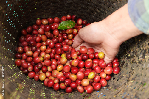 Fresh coffee bean in hand on red berries coffee in basket