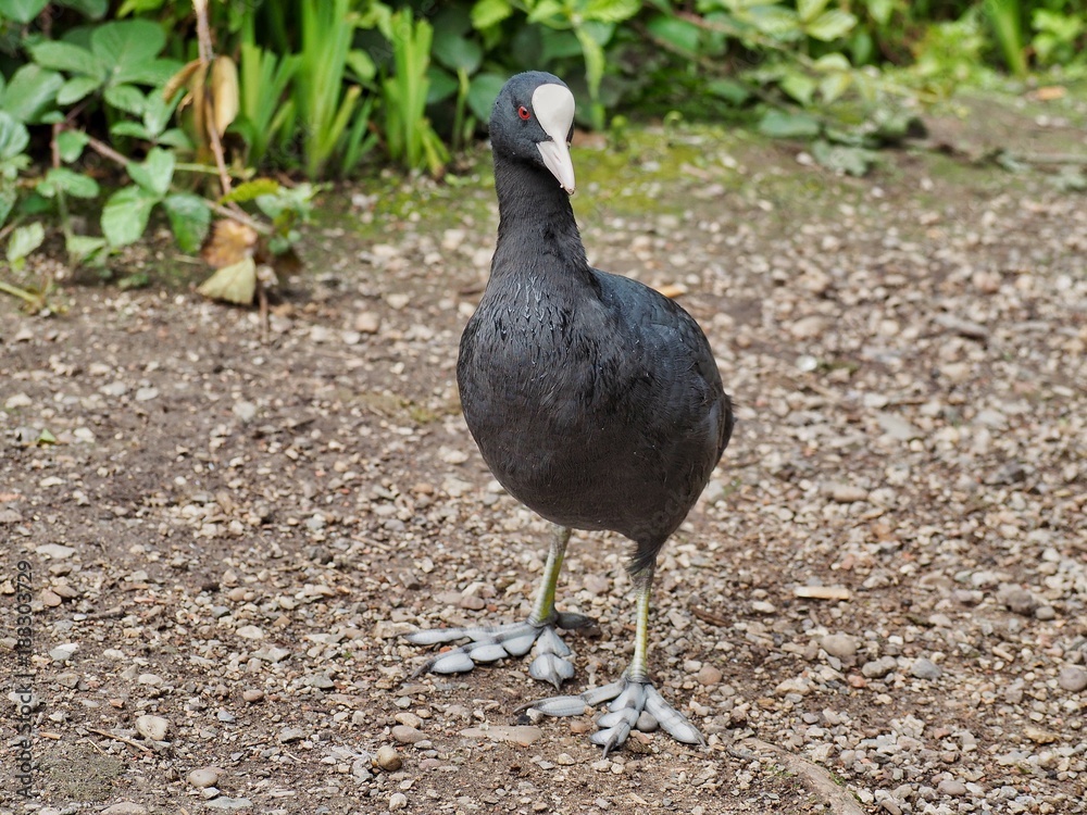Coot Coot