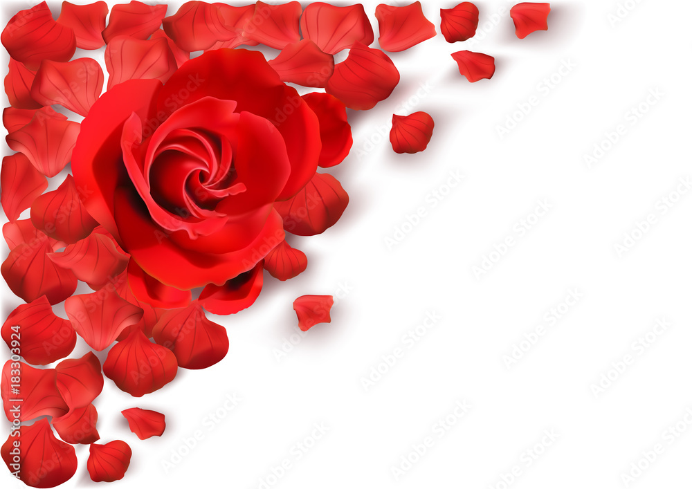 White Background with Red Rose and Petal Decoration - Festive Illustration, Vector