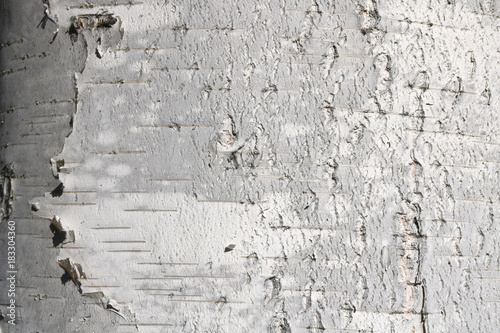 Natural background of birch bark with natural birch texture