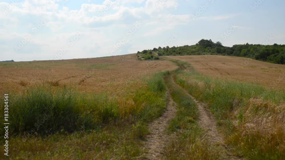 field of ripe wheat ready for harvesting field of ripe wheat ready for harvesting
