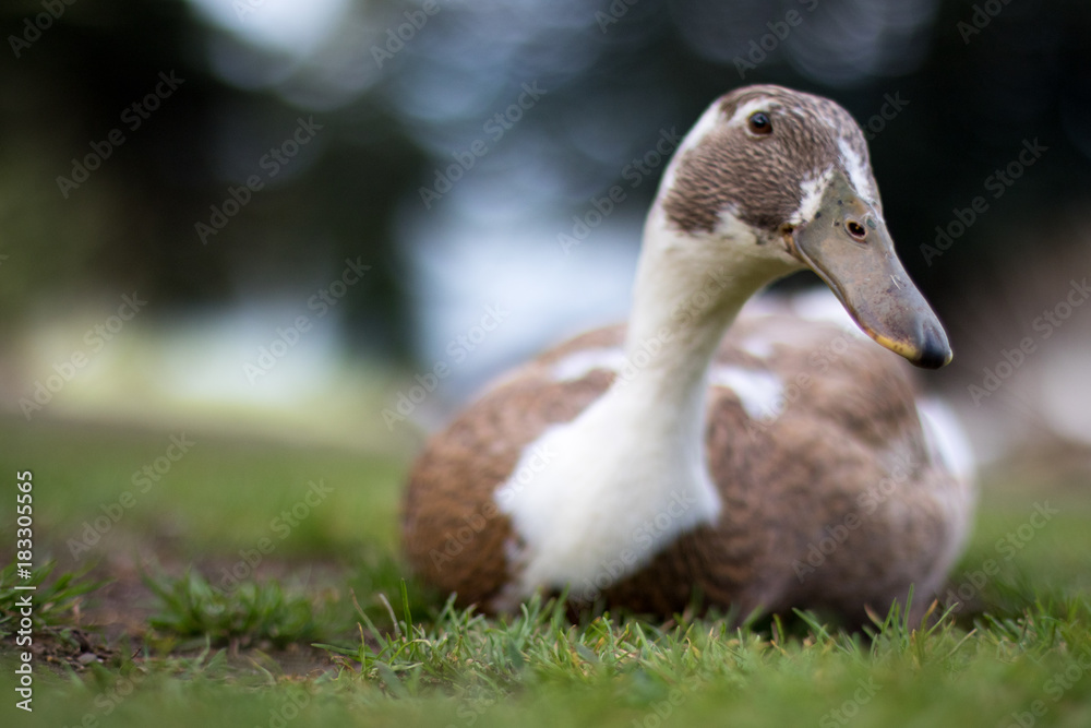 Duck roosting Duck roosting